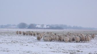 flock of sheep in a snowy meadow on a farm