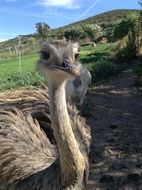 Rheas or ostrich
