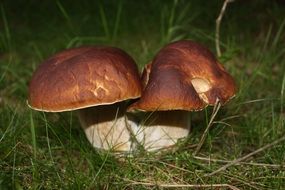 brown edible mushrooms on green grass