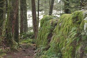 Moss in the jungle