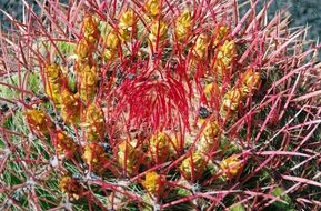 exotic cactus in lanzarote