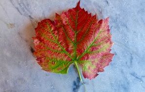 red leaf of a tree on a stone