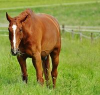 grazing graceful horse in a green pasture