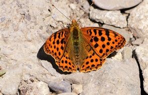 orange and black issoria Butterfly on stone