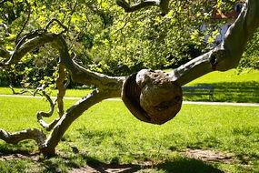 dry driftwood in a green park