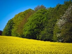 field of rapeseed flowers