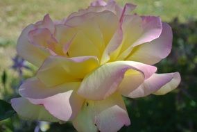 fascinating pink Rose and yellow rose