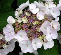 bee on the white hydrangea