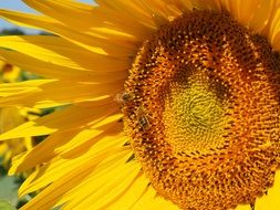 bees pollinating sunflower