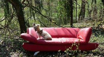 Beautiful,cute and colorful dog on the red sofa