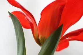 red tulip with pointed petals close up