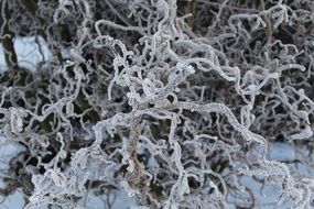 frozen tree branches in winter