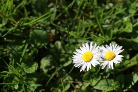 white daisies in green grass on a meadow