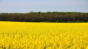 Rape Spring Canola bright Yellow field