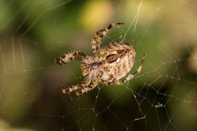 large spotted spider on a web close up