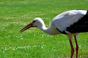 stork on a green field
