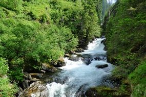 green forest along the wild river