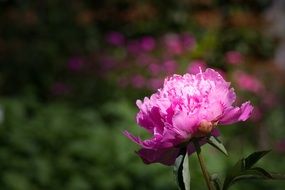 closeup view of pale purple peony on a bush