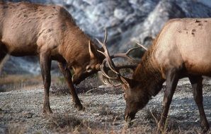 Bull Elk are fighting