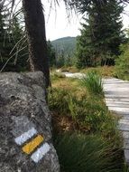 path in the forest near the Jizera Mountains