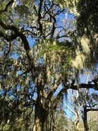 Spanish Moss or Tillandsia usneoides