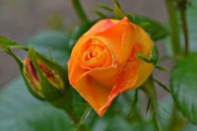 orange rose with buds close-up