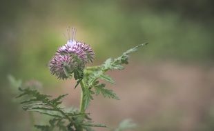 milk thistle or thistle