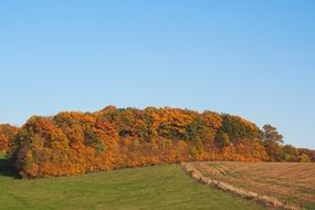 deciduous forest in Indian summer