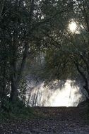 Landscape of river in a mystical forest