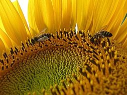two honeybees on Sunflower, macro