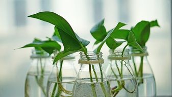 Potted plants with water in the bottles