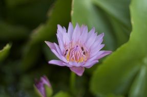 macro photo of nice Purple Flower