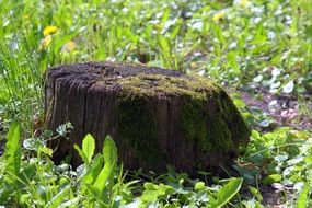 Trunk with young green Moss closeup