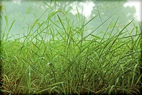 Grasses Green Rush