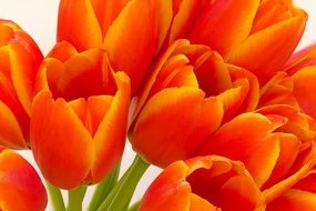 drawn bouquet of orange tulips