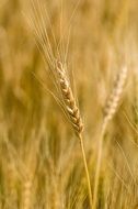 golden ear of wheat