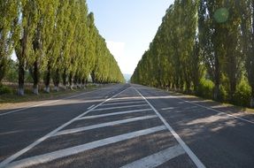 Trees near the road