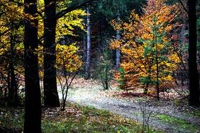 Autumn mood in a forest