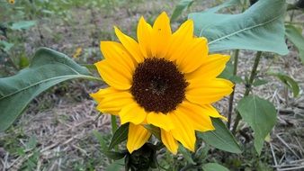 Beautiful yellow flower with the green leaves
