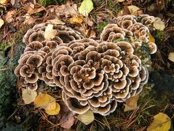 A lot of the funguses in the forest in autumn