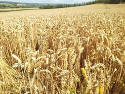 fields of Golden wheat