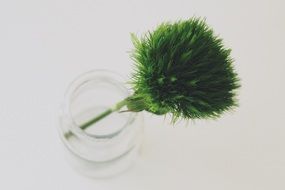 green beard carnation in a glass vase