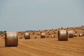 agriculture on countryside