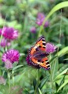 red and black Butterfly on purple Flower