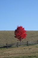 landscape of scarlet tree against the background of a rural field