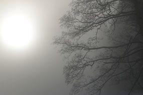 sun in winter haze over trees