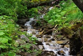 mountain stream in the forest in Switzerland