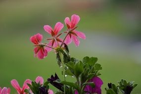 small bush with pink flowers in drops of water close-up on a blurred background