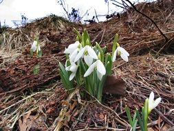 Spring Snowdrops in a meadow