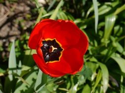 red tulip under the bright sun